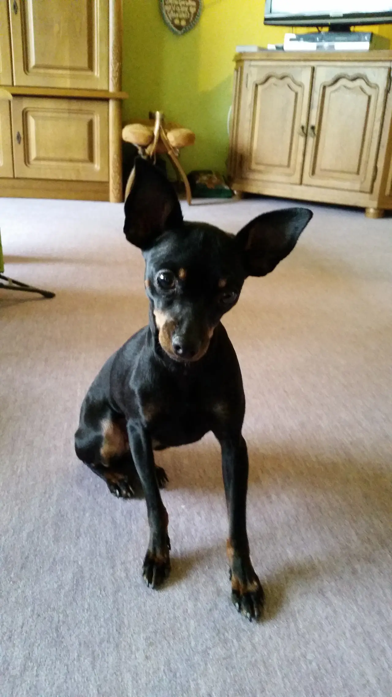 Kleiner schwarzer Hund sitzt im Wohnzimmer