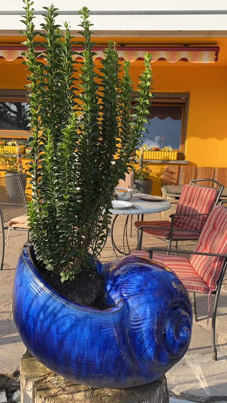 Blaue Keramikschnecke mit Pflanze auf der Terrasse
