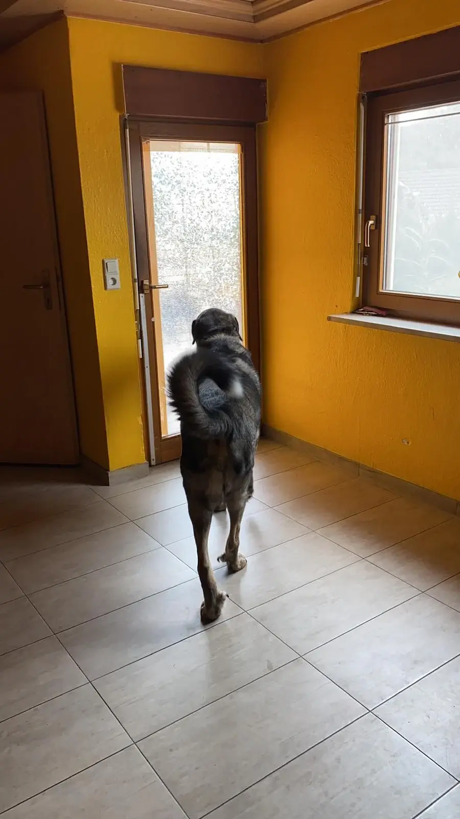 Hund schaut in einem hellen Flur zur Terrassentür