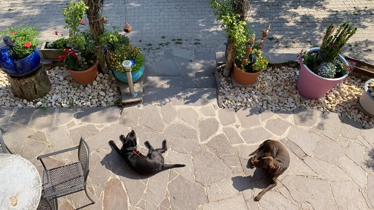 Zwei Hunde ruhen auf der Steinterrasse zwischen Pflanzen