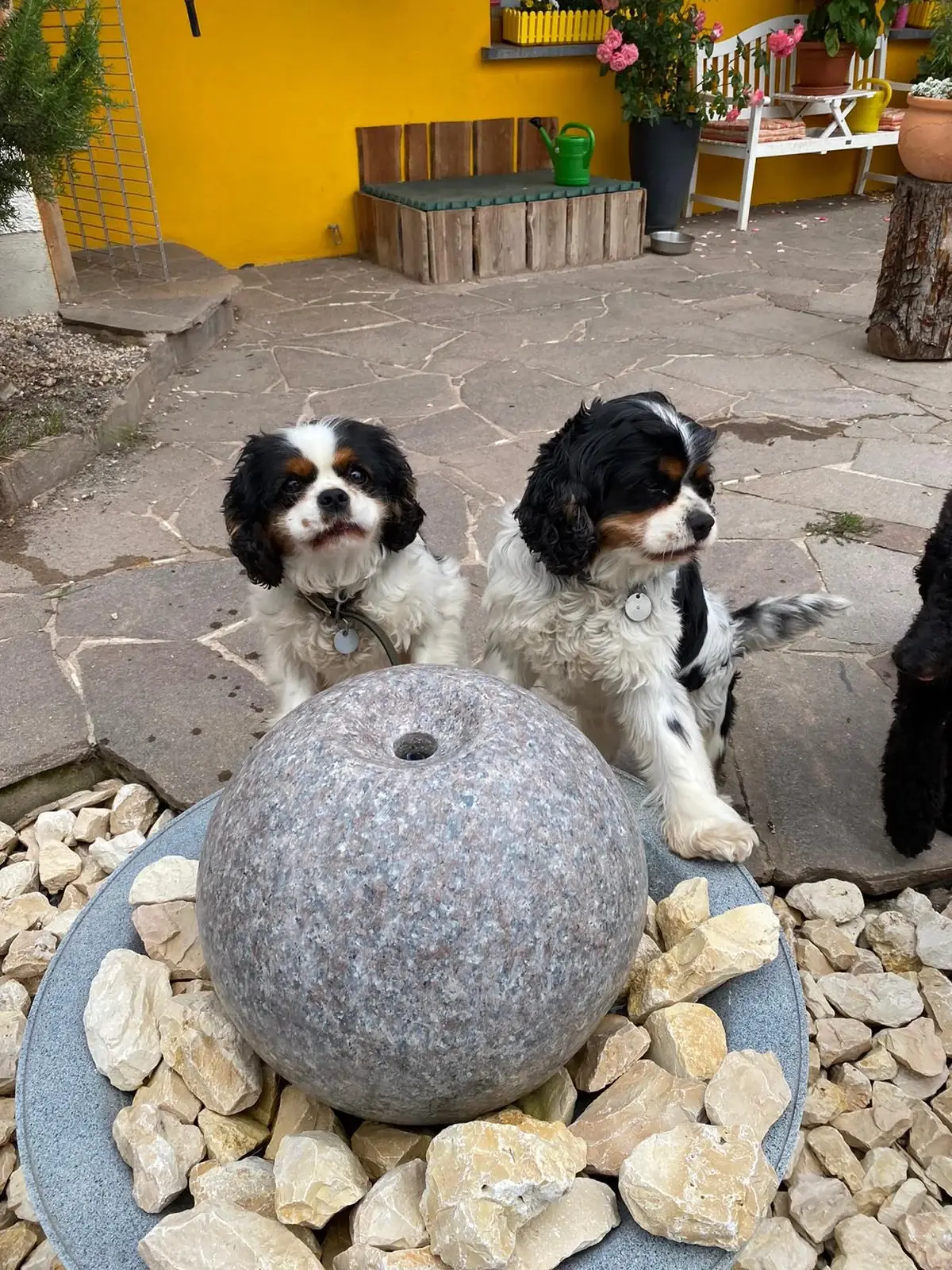 Zwei Cavalier-King-Charles-Spaniels sitzen am Steinbrunnen