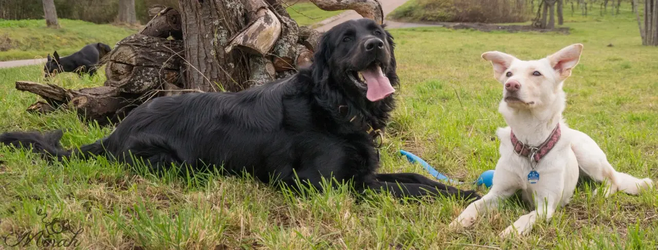 Ein schwarzer und ein weißer Hund liegen nebeneinander auf der Wiese