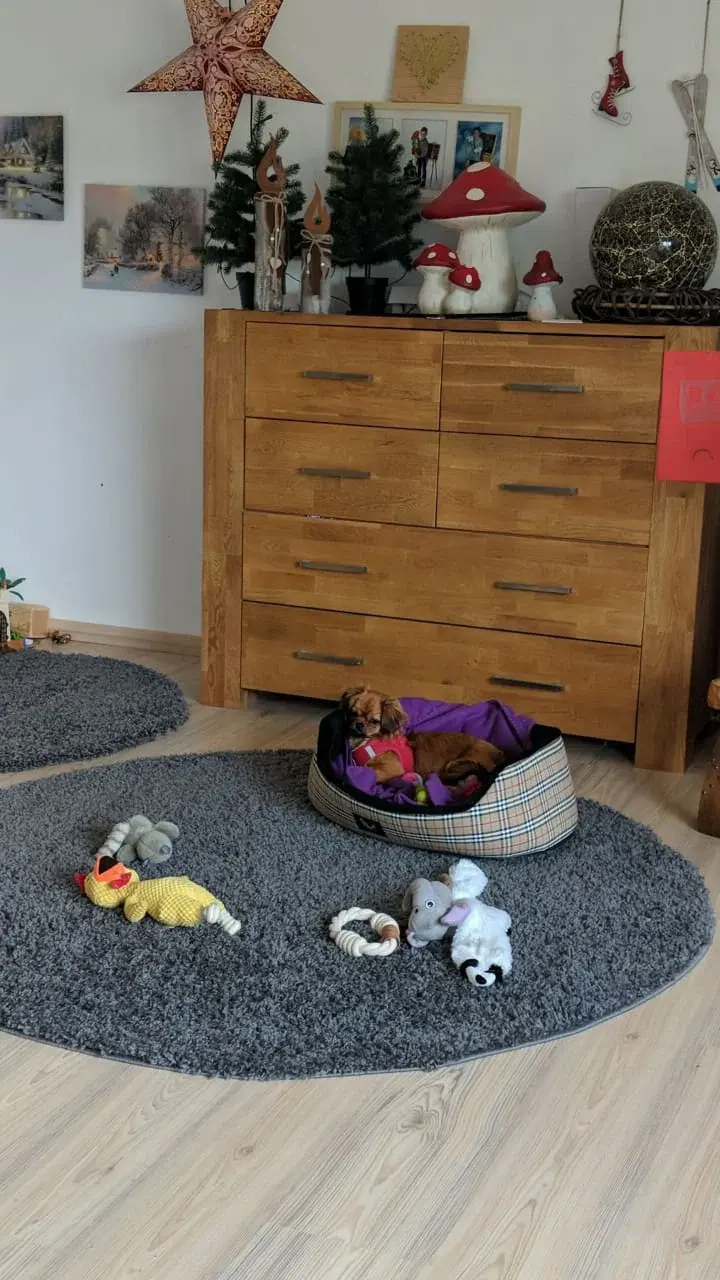 Wohnzimmer mit Hundekorb und Spielzeug auf einem Teppich