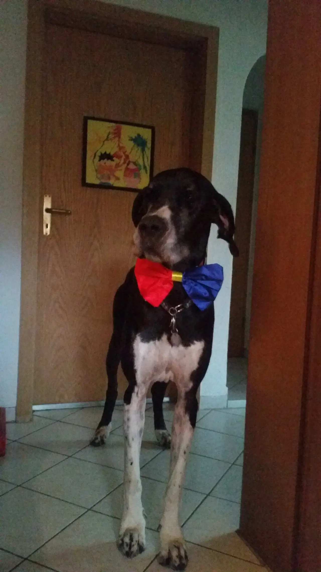 Deutsche Dogge mit bunter Fliege steht in einer Tür