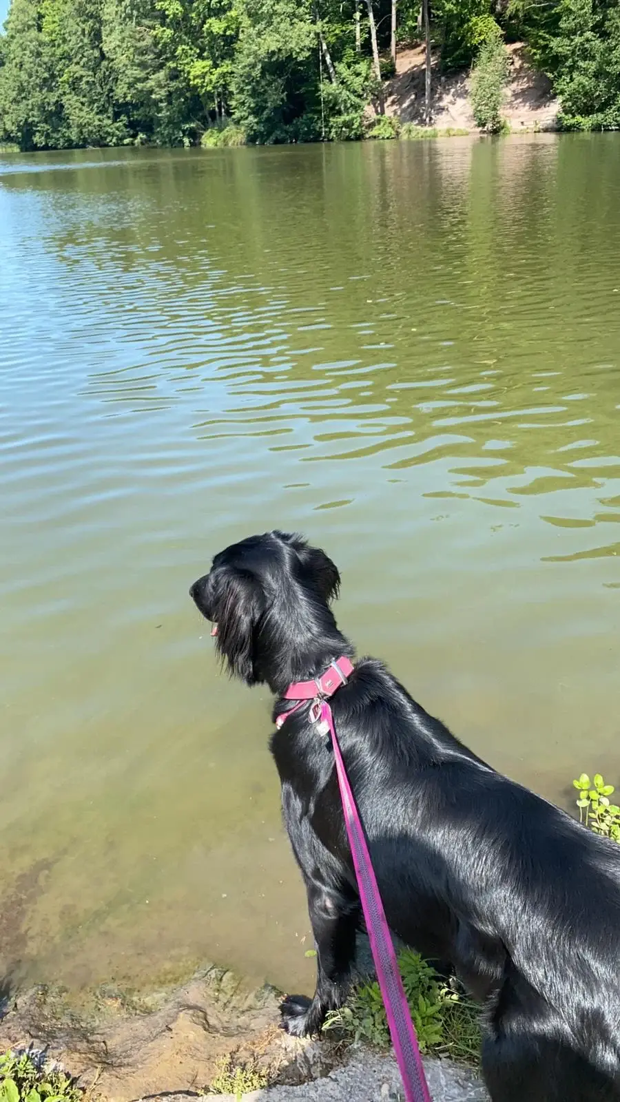 Schwarzer Hund sitzt am Seeufer