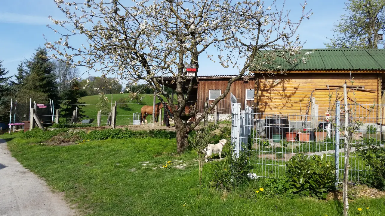 Holzhütten und Auslauf hinter einem blühenden Apfelbaum