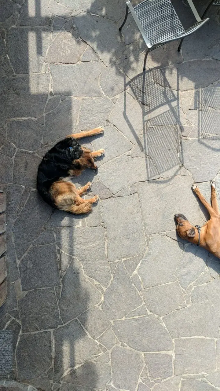 Hunde liegen in der Sonne auf Steinplatten
