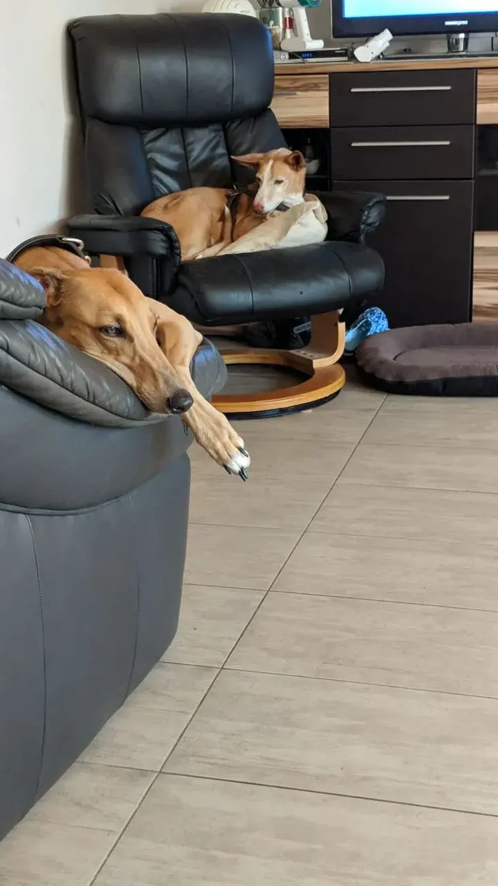 Hund liegt auf dem Sessel im Wohnzimmer