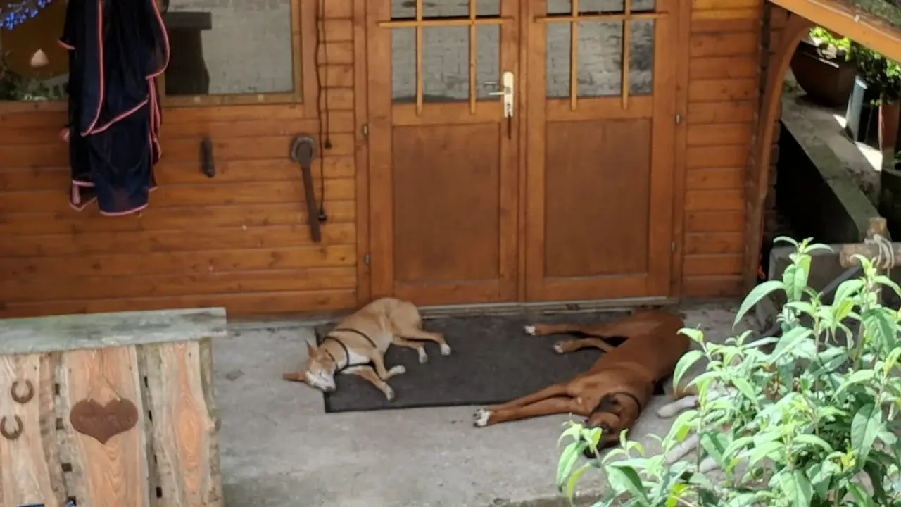 Zwei Hunde ruhen vor der Holzhütte
