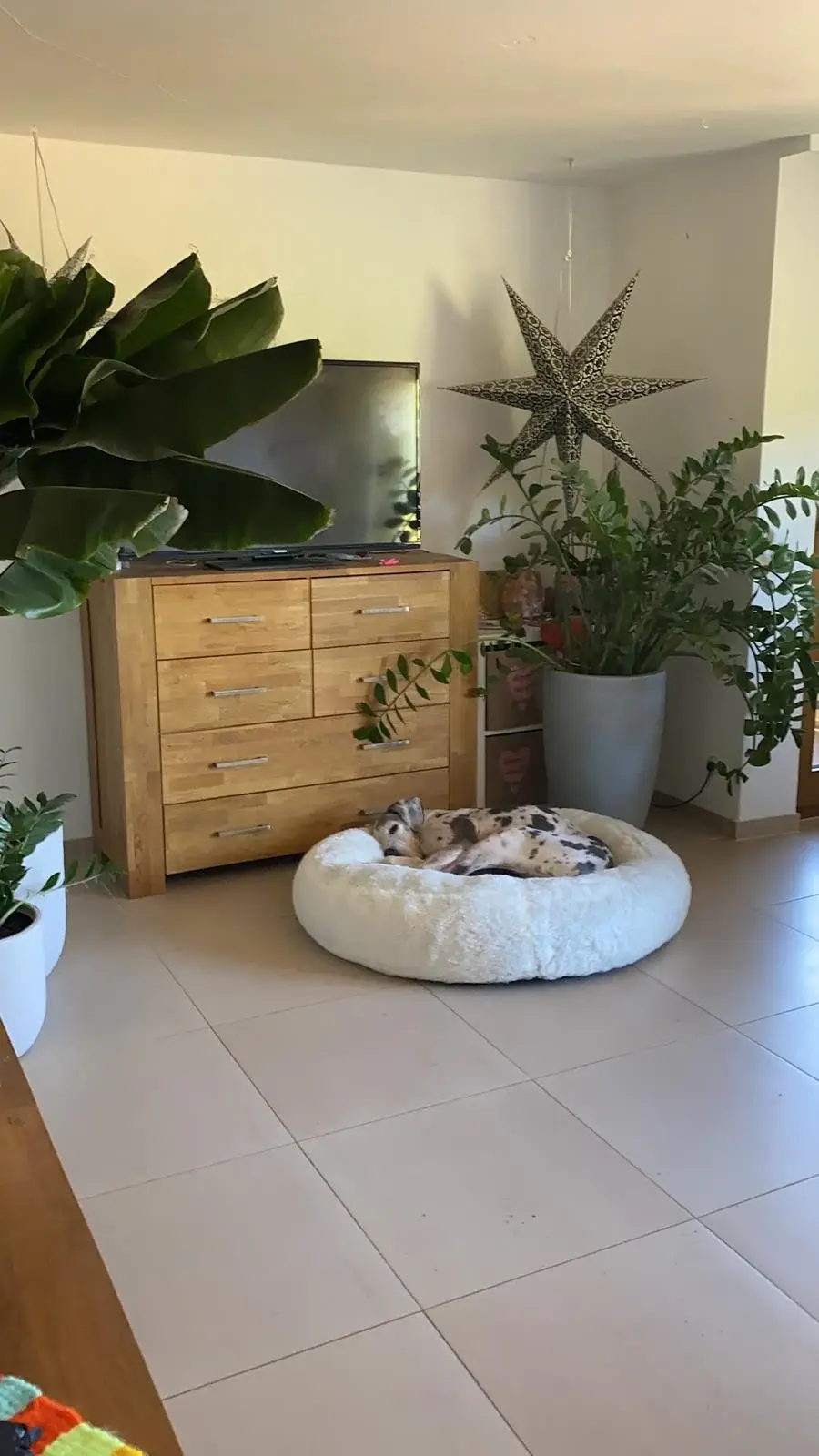 Heller Wohnraum mit rundem Hundebett und Kommode