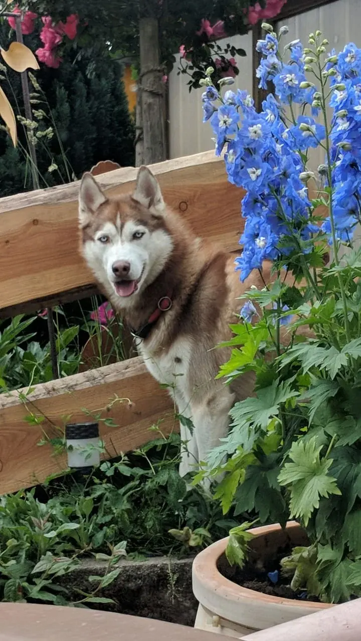 Husky zwischen blauen Rittersporn-Blüten im Garten