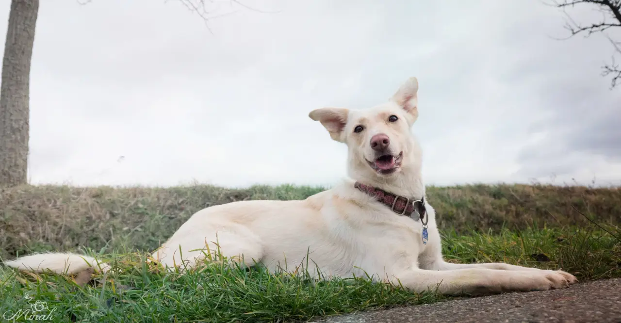 Weißer Hund liegt entspannt im Gras