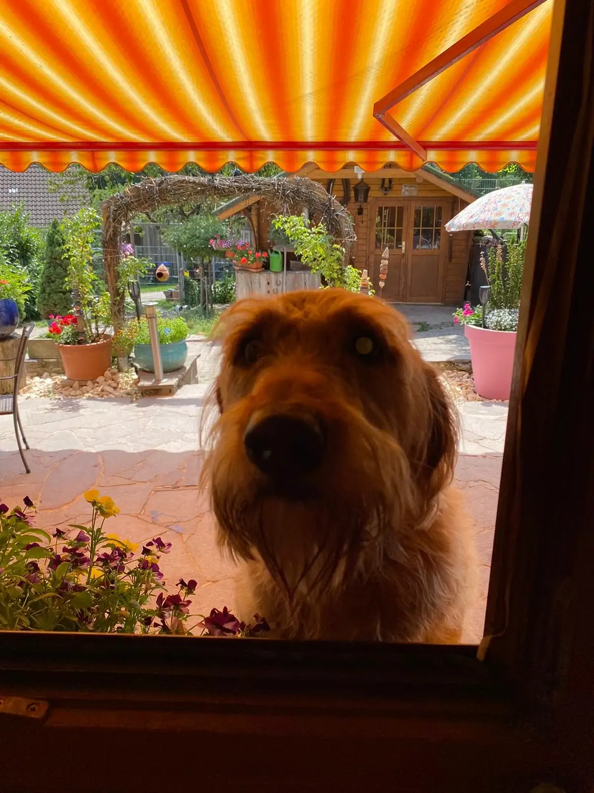 Zottiger Hund schaut durch ein Fenster, dahinter der Garten
