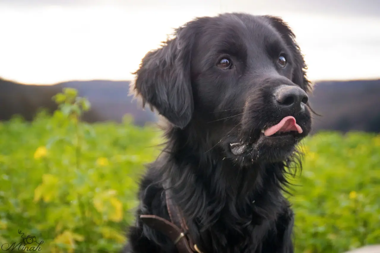 Porträt eines schwarzen Hundes mit herausgestreckter Zunge vor einem gelb blühenden Rapsfeld