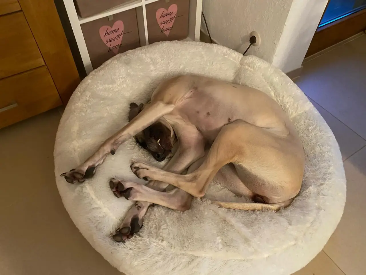 Großer Hund schläft eingerollt in einem runden Hundebett
