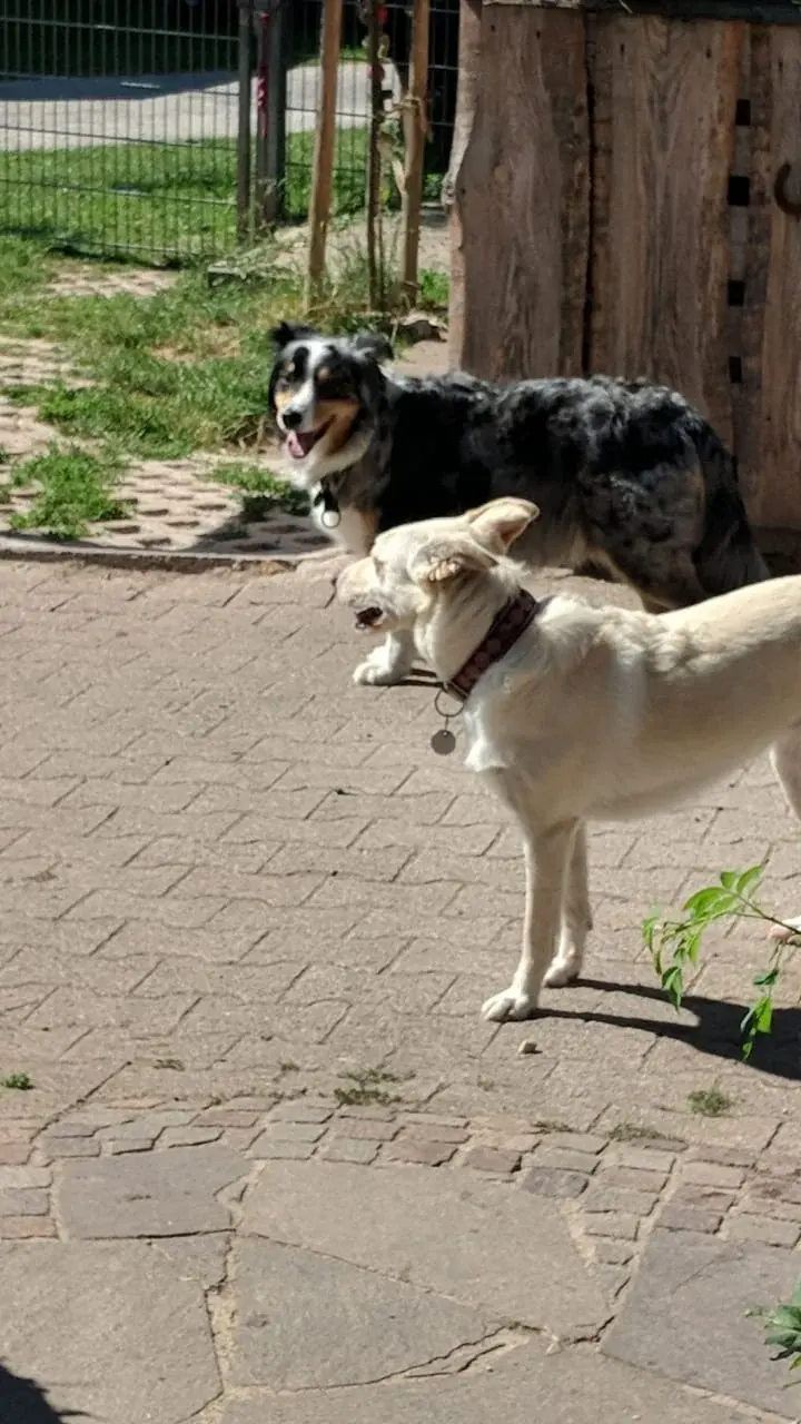 Zwei Hunde auf dem Pflasterhof