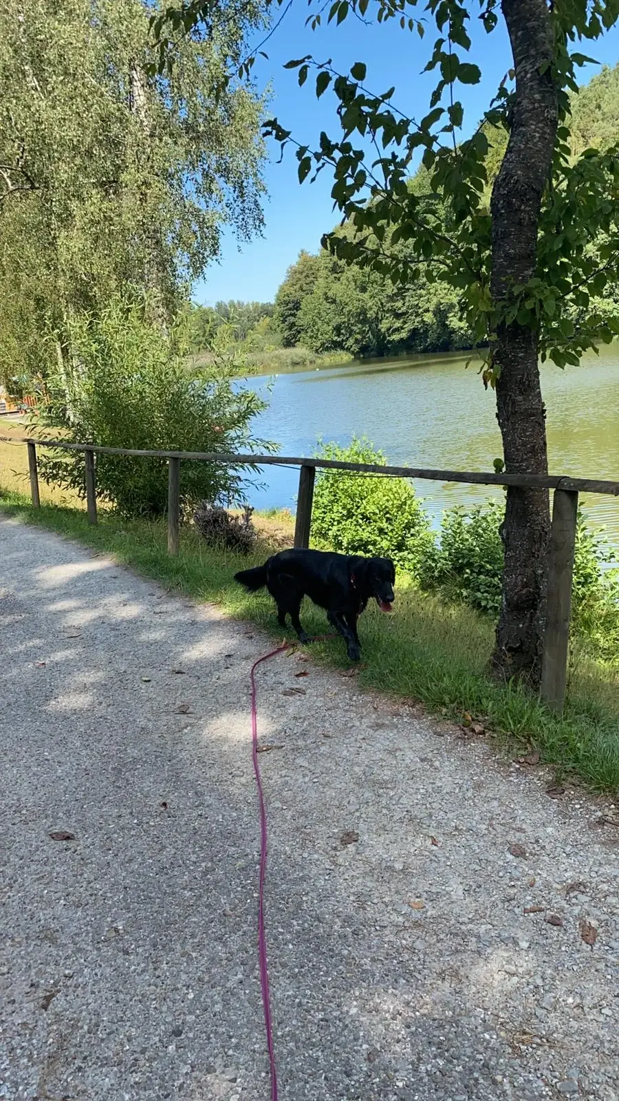 Hund läuft an der Leine auf einem Weg am See