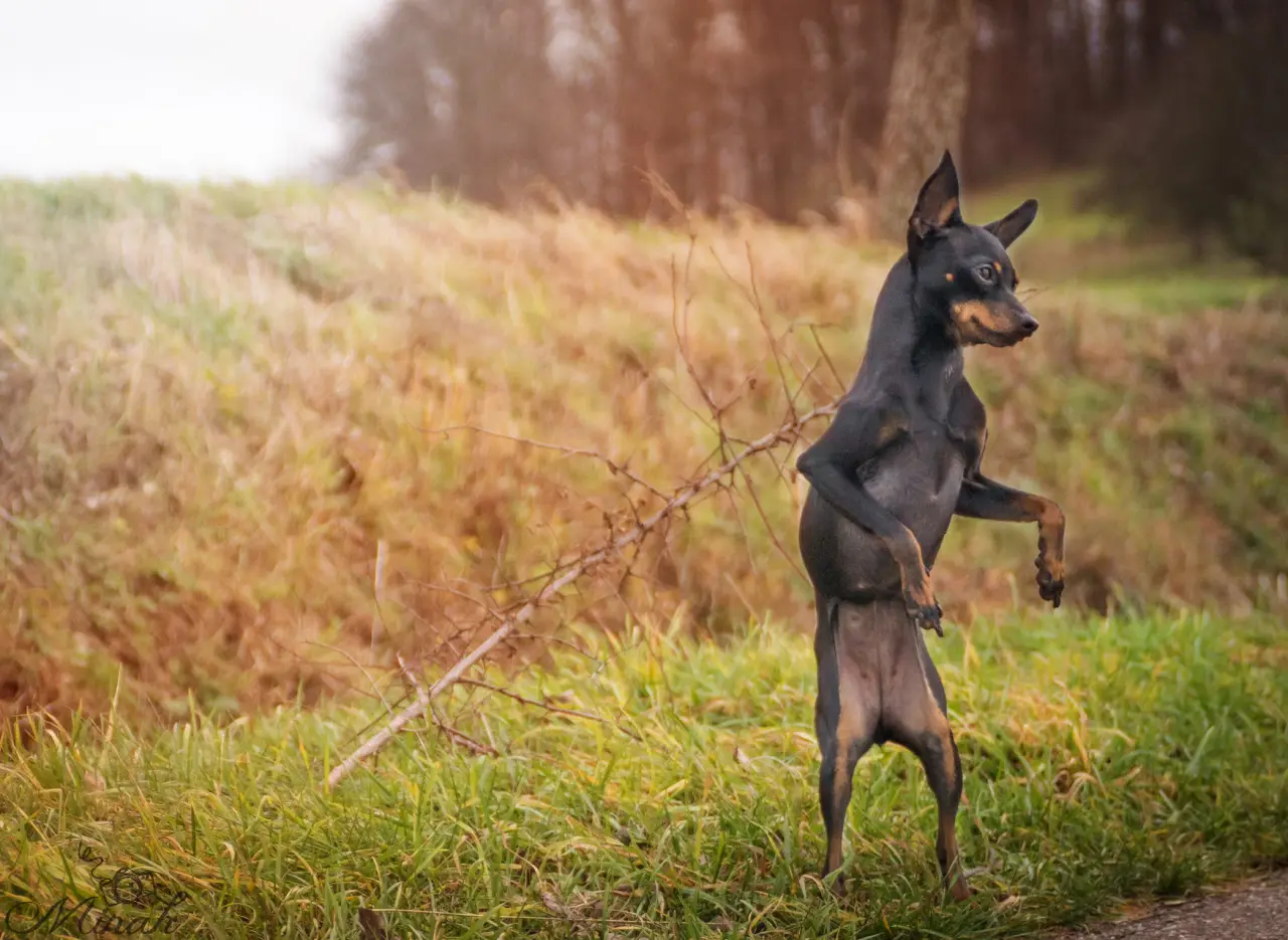 Kleiner Hund stellt sich auf einer herbstlichen Wiese auf die Hinterbeine