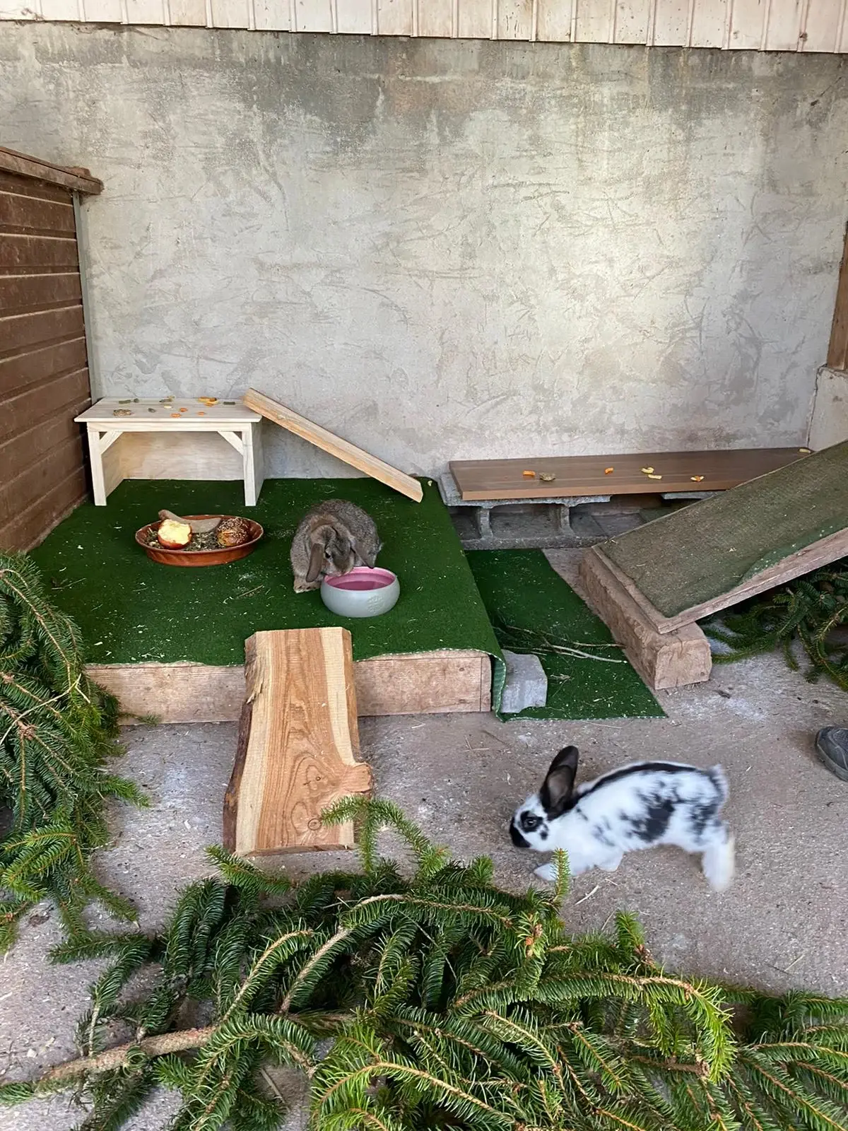 Gehege mit zwei kleinen Tieren auf Rasen und Holzstücken