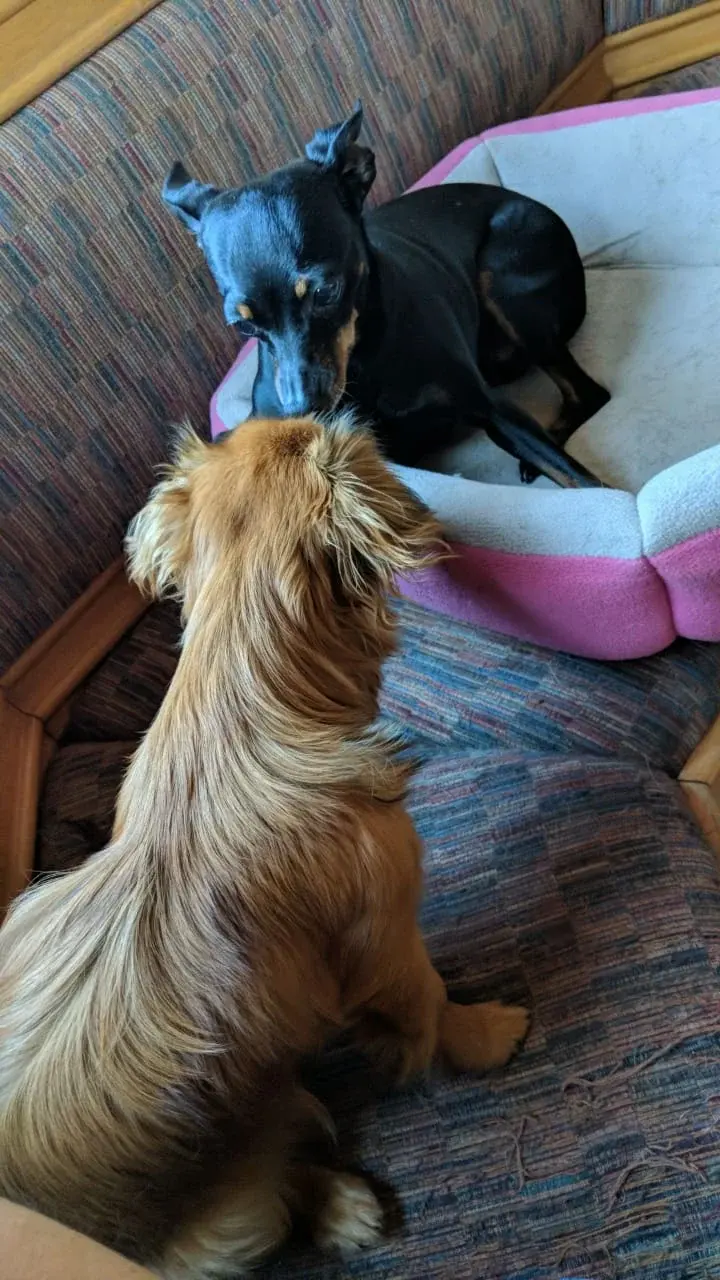 Zwei Hunde auf dem Sofa