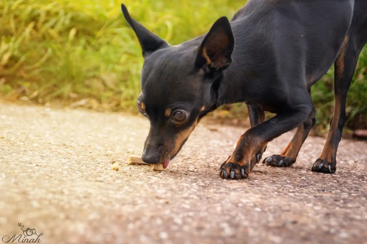 Kleiner schwarz-brauner Hund schnüffelt auf einem Kiesweg