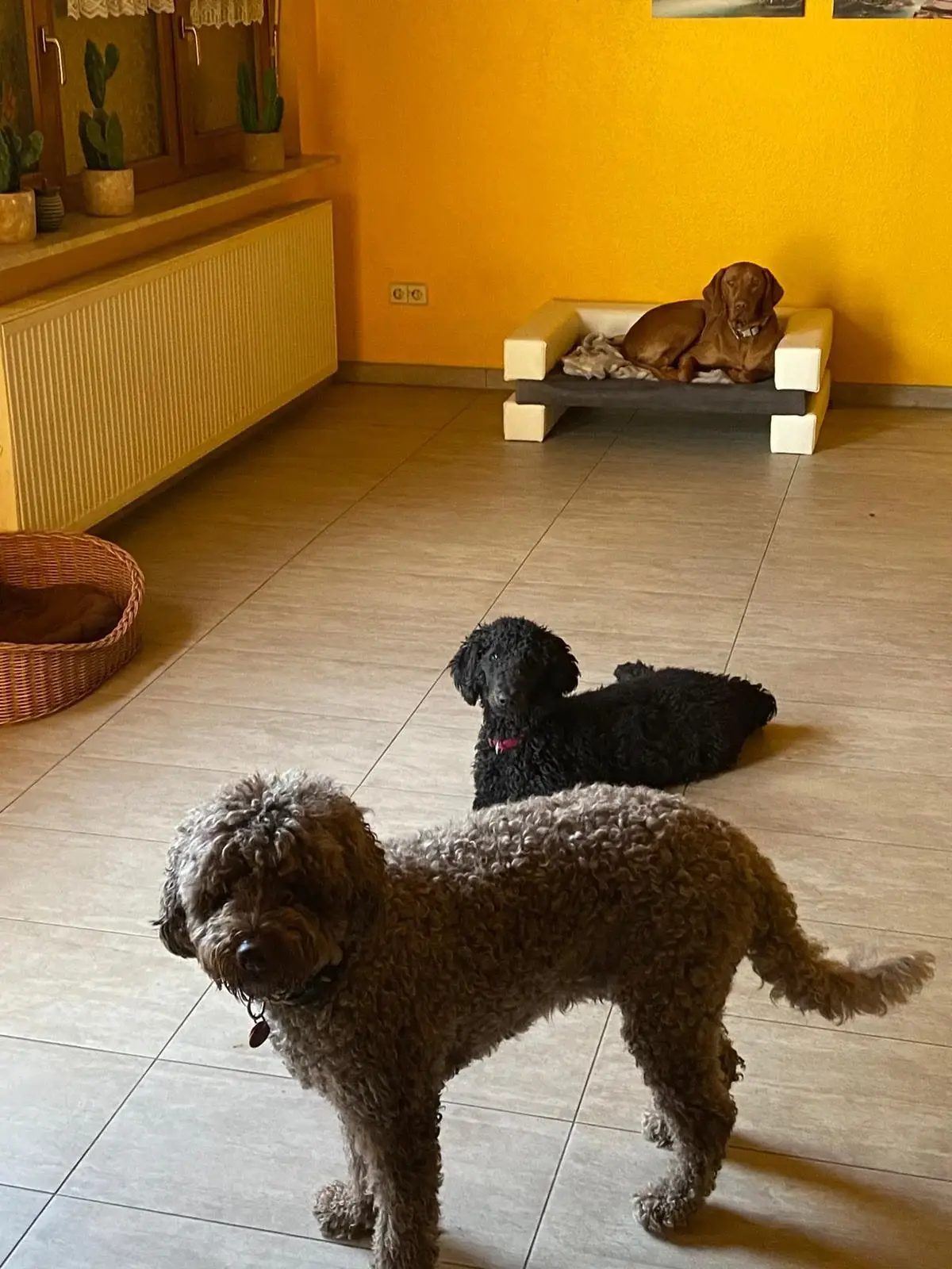 Brauner Pudel und weitere Hunde im Wohnraum