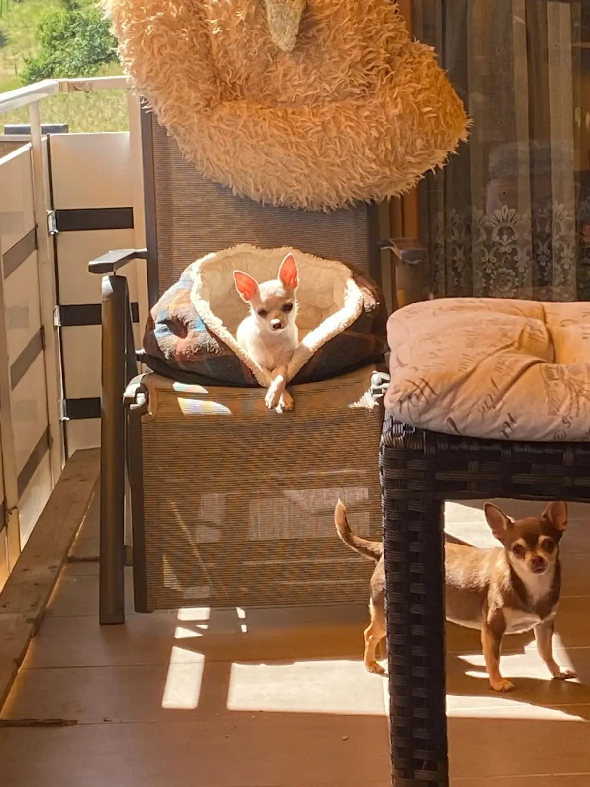 Kleiner Hund liegt auf der sonnigen Terrasse in einem Körbchen