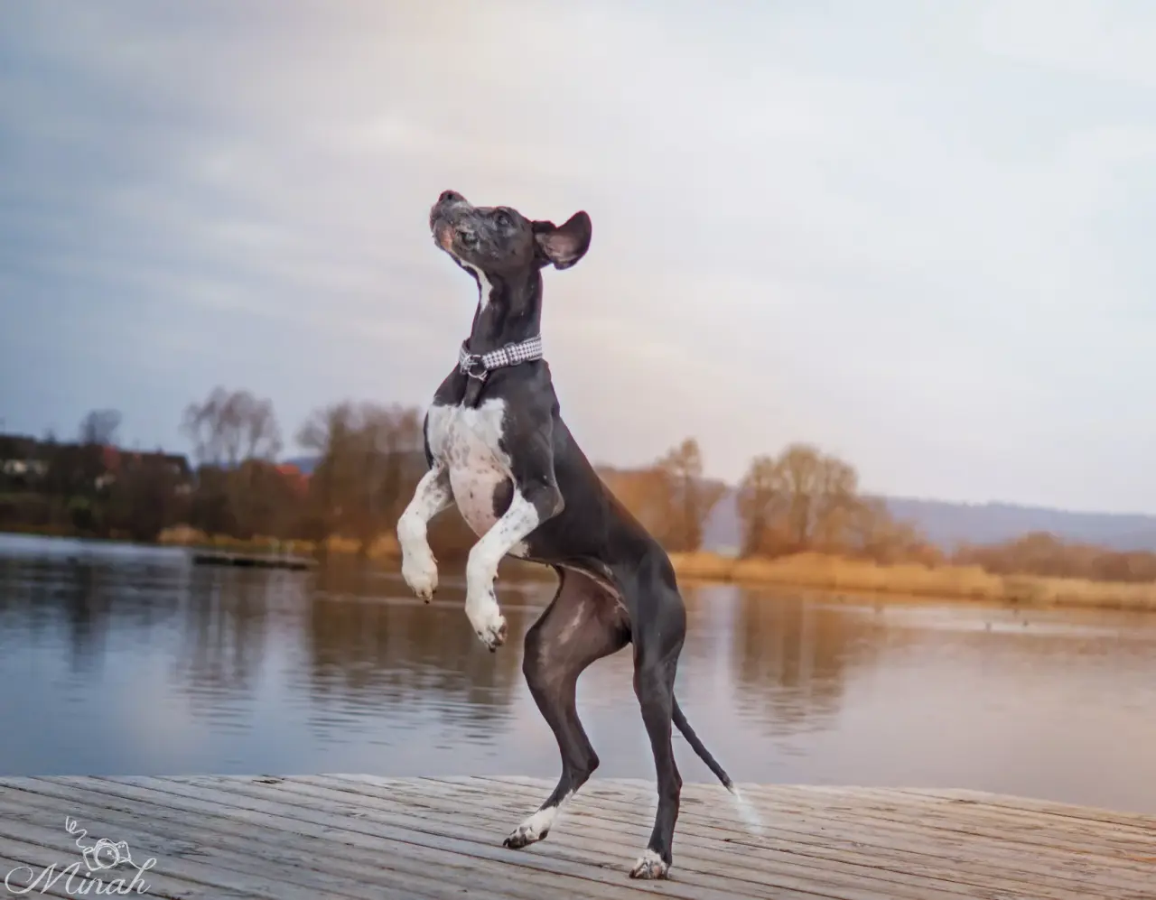 Hund springt auf einem Steg am See in die Luft