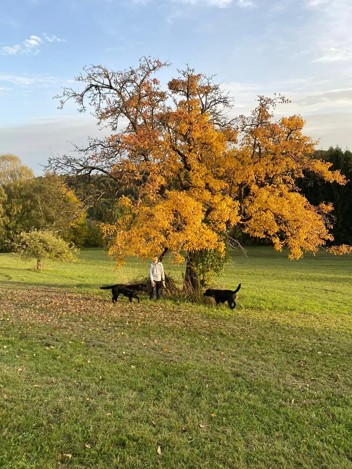Goldgelber Baum auf der Wiese, darunter Hunde