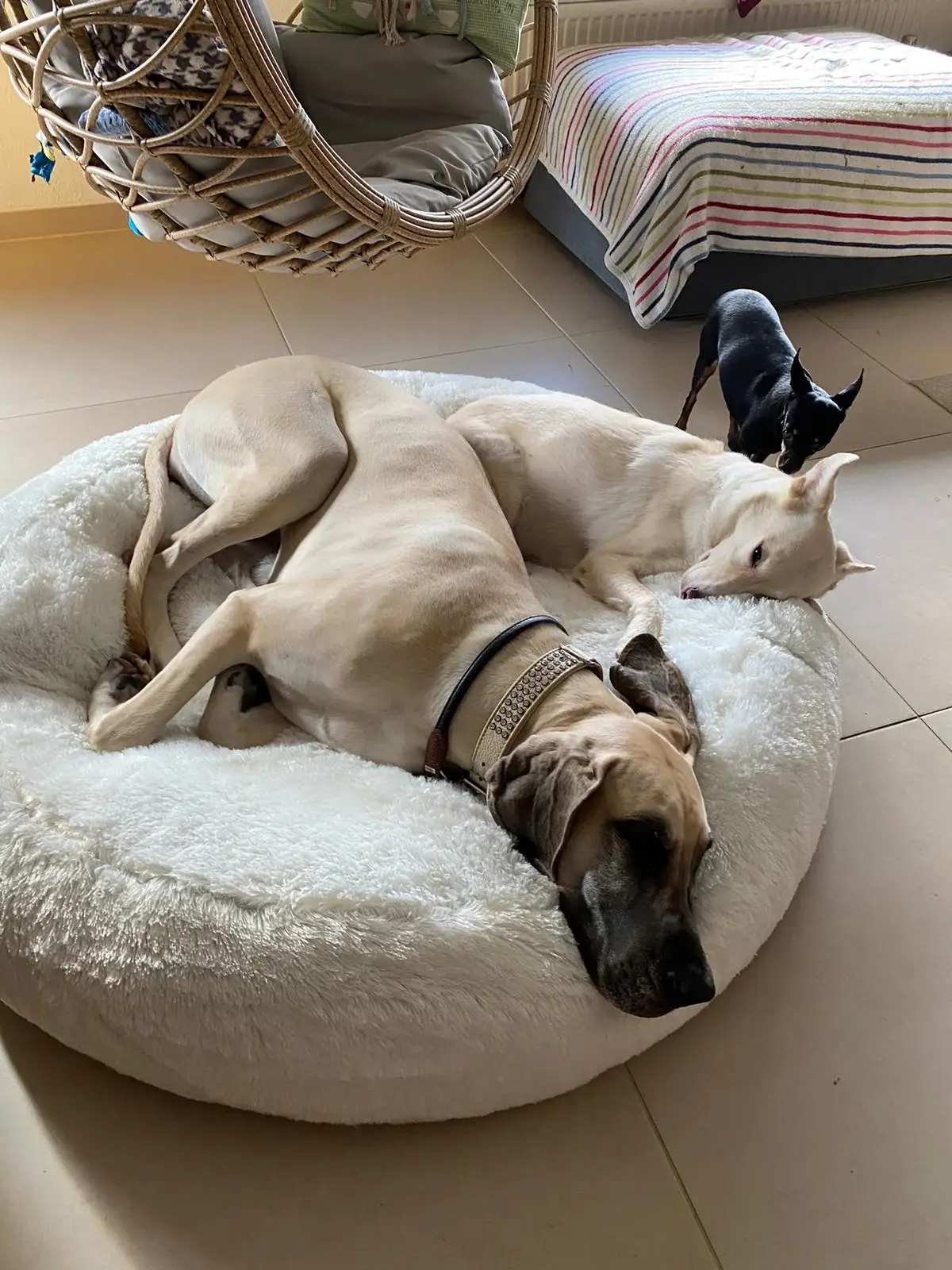 Zwei Hunde ruhen in und neben einem runden Hundebett