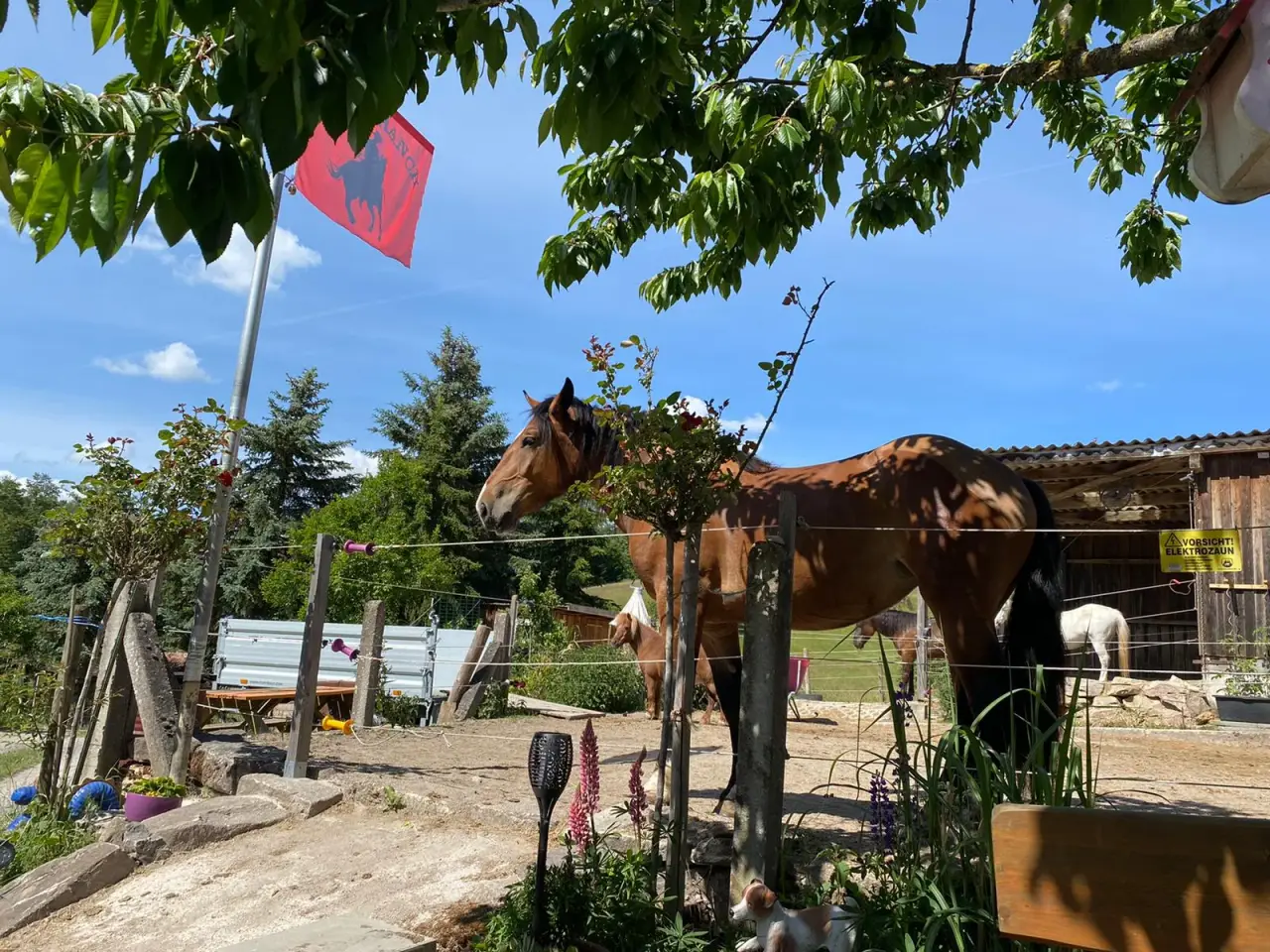 Pferd schaut über den Zaun auf dem Hof