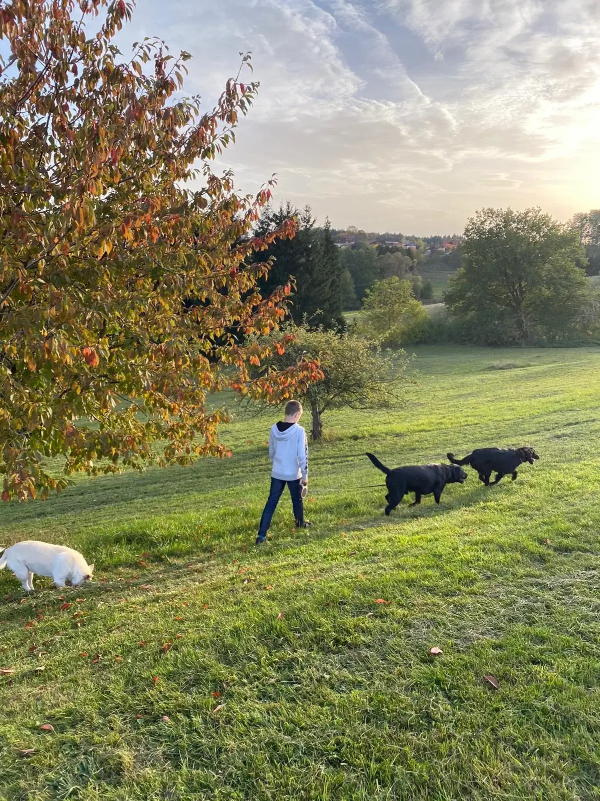 Spaziergang mit Hunden über eine Herbstwiese