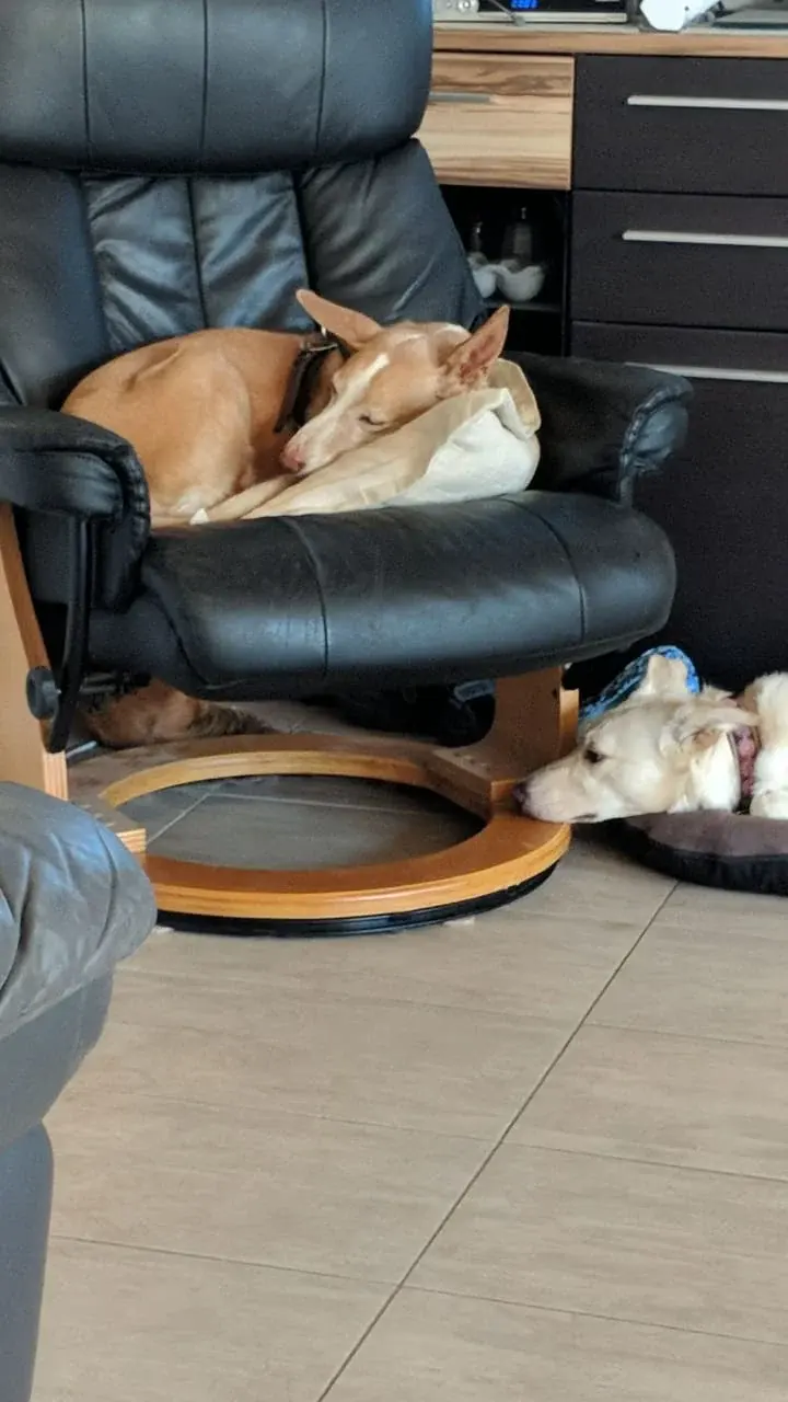 Hund schläft zusammengerollt auf einem Ledersessel