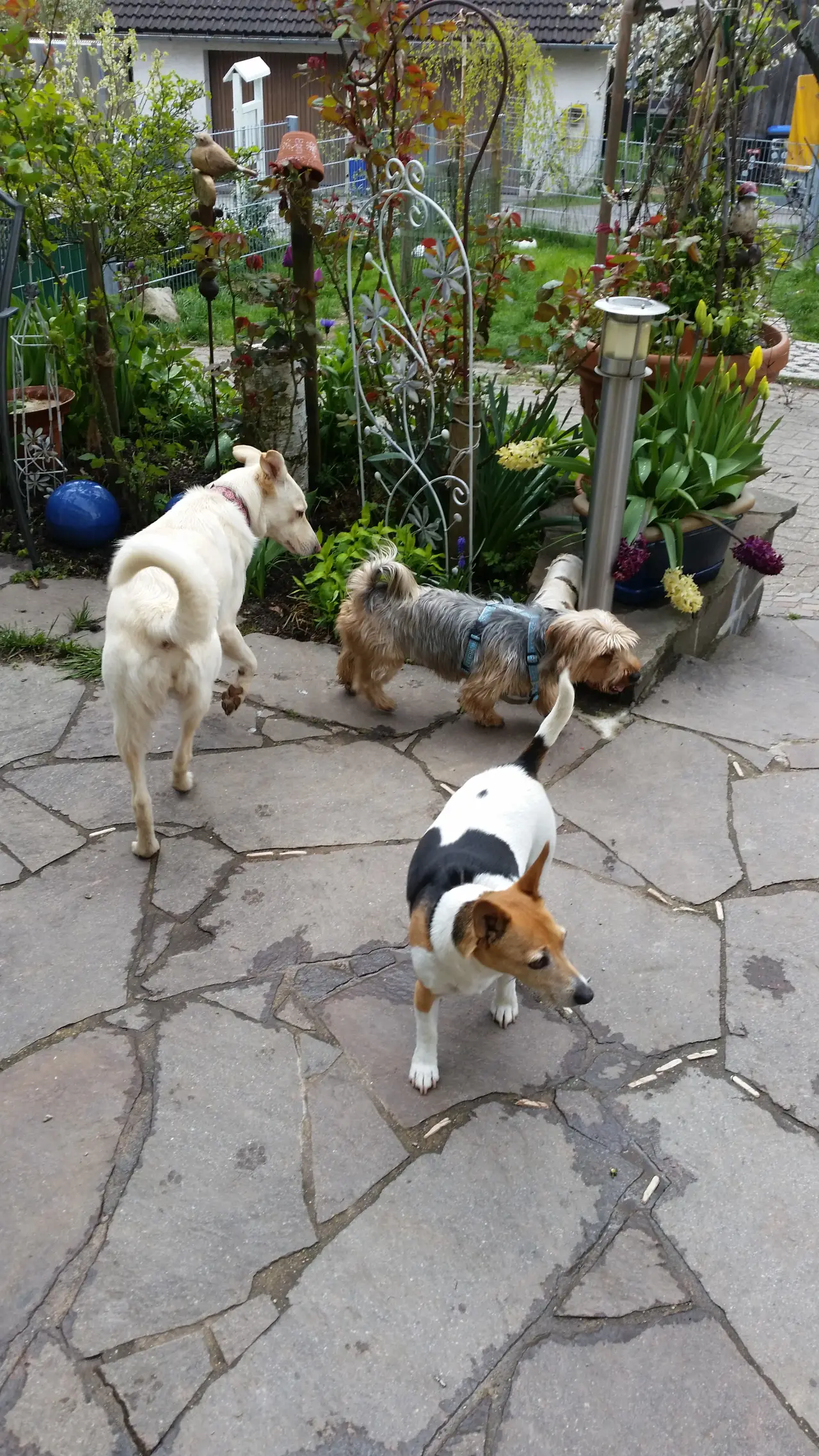 Drei Hunde laufen über die Steinterrasse zwischen Blumen