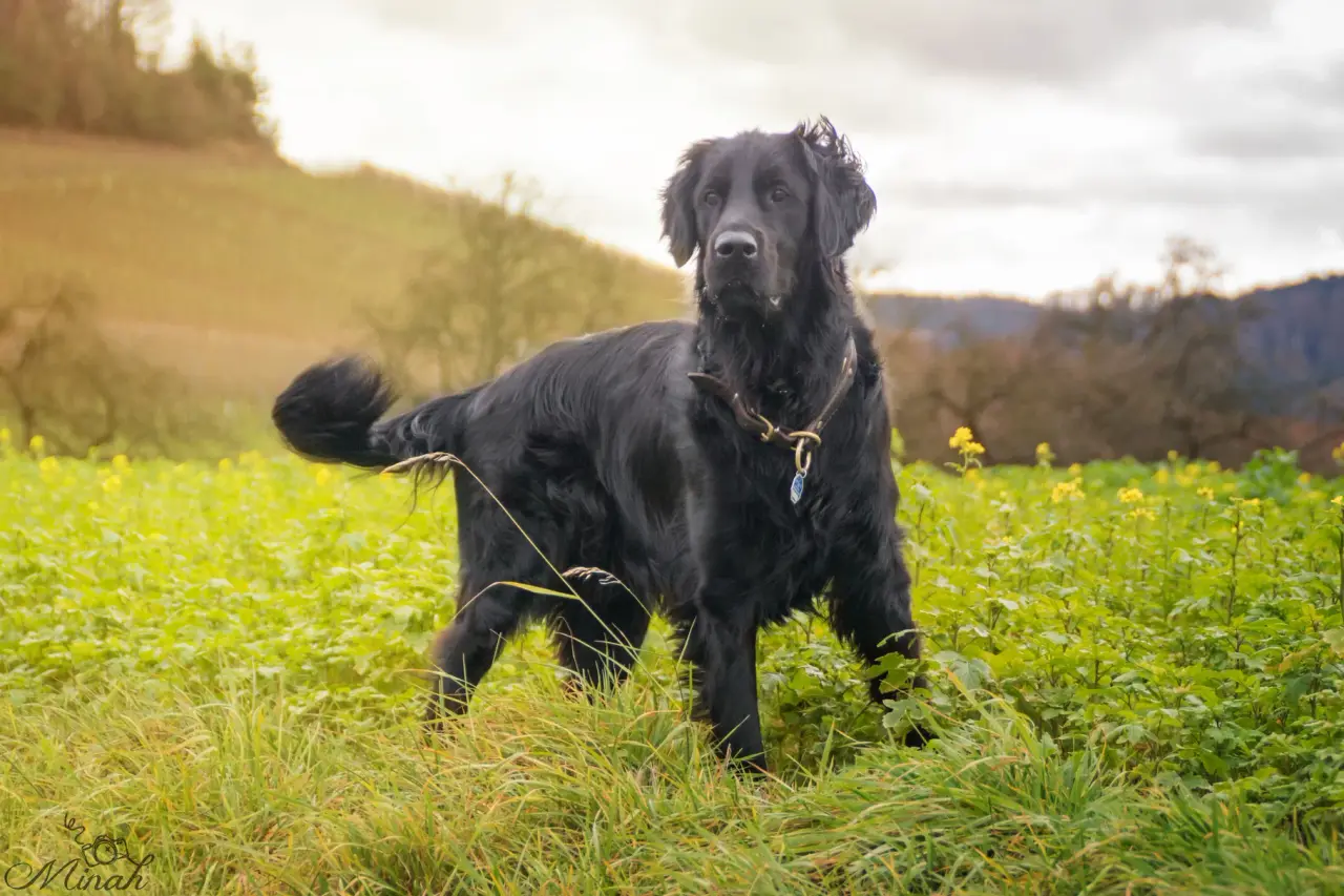 Schwarzer Hund steht in einer gelb blühenden Wiese